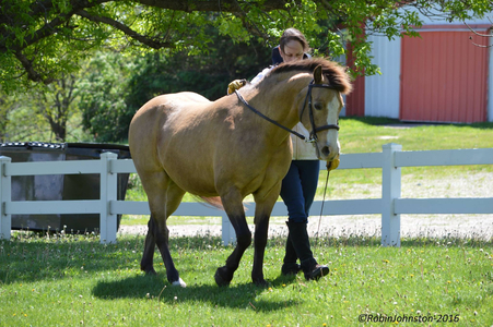 Rehabilitation training a horse in-hand