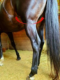 Horse hind limb